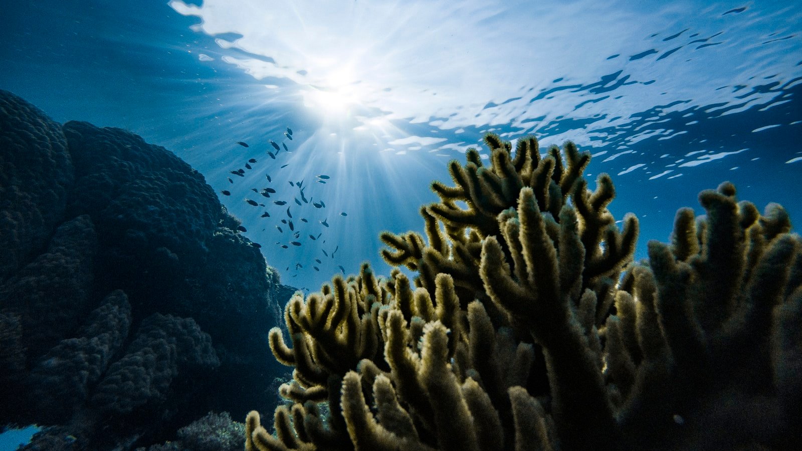 Underwater World of Pattaya