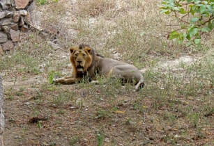 Experience Gir National Park
