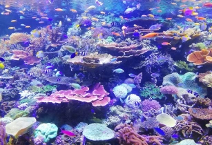 World-Class Marine Adventures