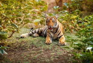 Diverse Wildlife & Jungle Safaris
