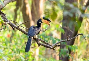 Explore Goa's Wildlife
