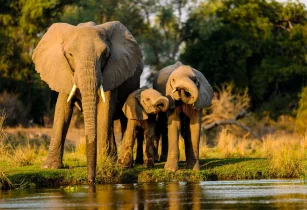 Discover Fort Kochi & Wildlife