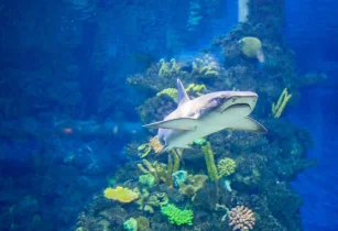 Experience the Diving, Manta Rays, Coral Reefs & Whale Sharks