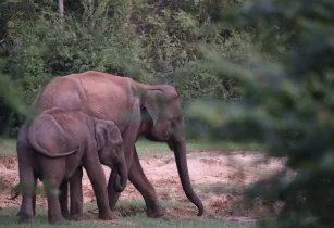 Wildlife & Natural Adventures