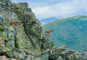 Witness The Wildlife & Nature