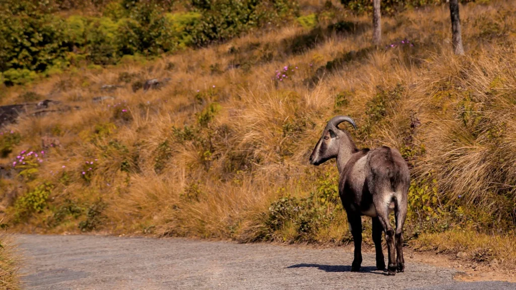 Nilgiri tahr on a hillside road near Eravikulam National Park
