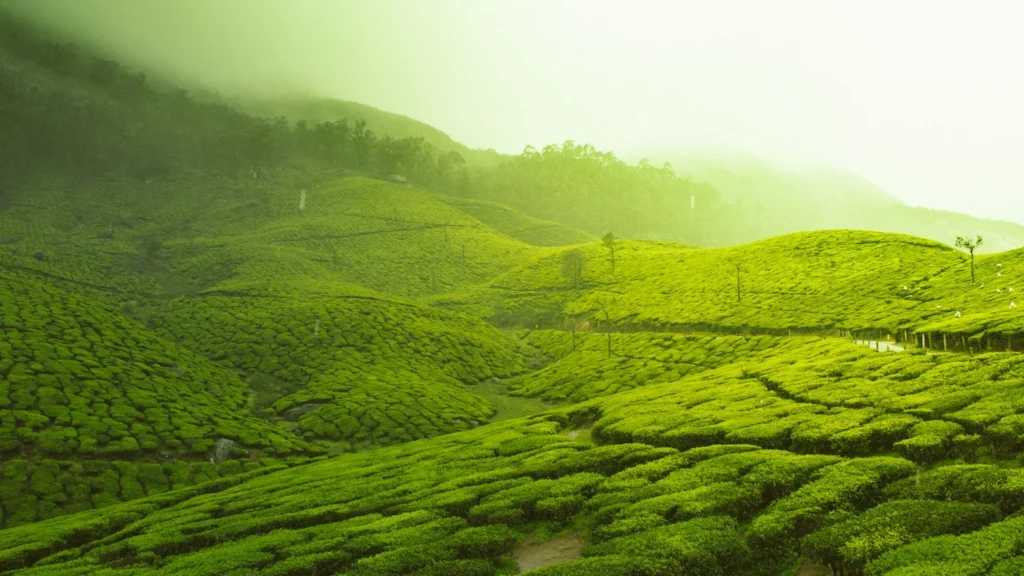 3 Nights 4 Days Munnar Alleppey Tour Package
