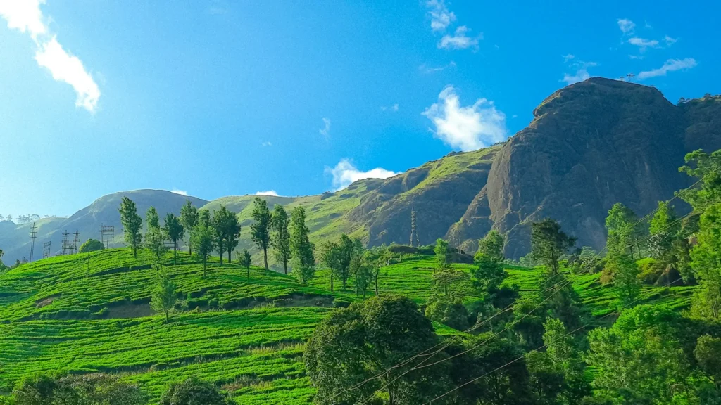 Lush green tea hills and plantations in Munnar, Kerala